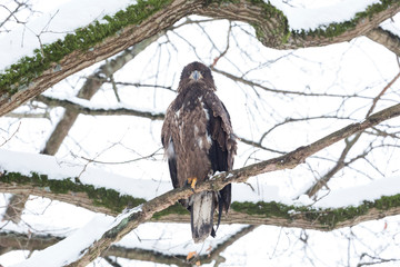 Bald eagle bird