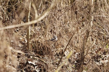 Long-tailed tit, Aegithalos caudatus, in a tree