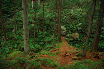 summer time fairy tale colorful forest landscape fresh air atmospheric environment green pine and moss foliage and brown ground