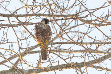 Peregrine Falcon bird
