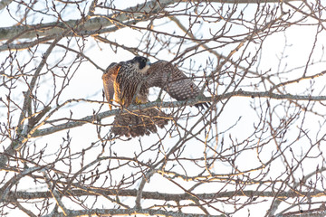 Peregrine Falcon bird