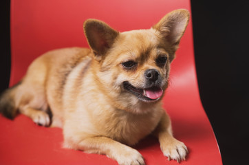 a small emotional dog sits and lies on a red chair on a dark background