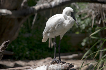 the young royal spoonbill is resting on a log