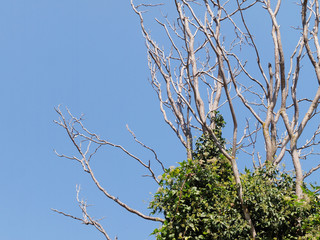 The living and the dead, old and youth, growth and decay in nature. Young plants entwine with branches of dead tree
