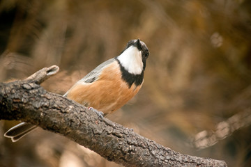 the rufous whistler is checking the sky for preditors