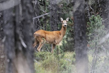 European roe deer, Capreolus capreolus, in a forest