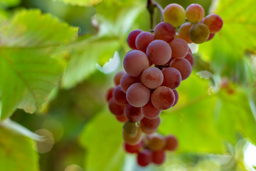 A bunch of grapes grown in his garden.