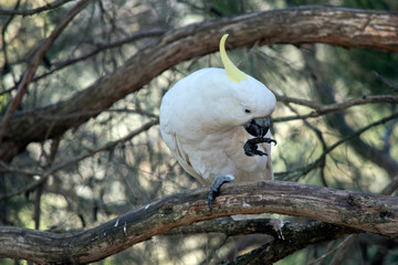 the sulphur crested cockatoo is perched on a tree