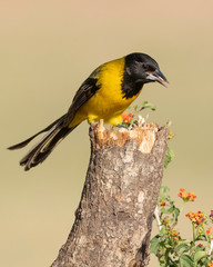 Audubon's Oriole, Rio Grande Valley, Texas
