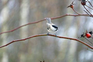 willow tit on a branch