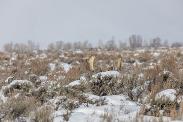 Bull Moose Bedded in Sagebrush in Wyoming in Winter