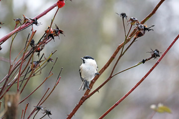 willow tit on a branch