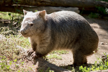 this is a side view of a common wombat