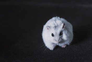 Small white hamster in hands and on a dark background