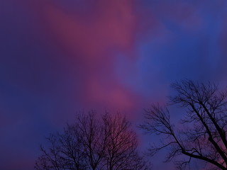 Obraz na płótnie Canvas Sunset and trees - Oslo 