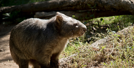 this is a close up of a comon wombat