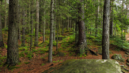summer mountain forest with a stone in the foreground