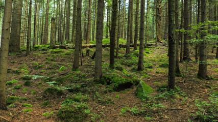 summer mountain forest