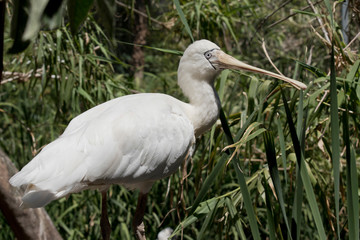 this is a side view of a yellow spoonbill
