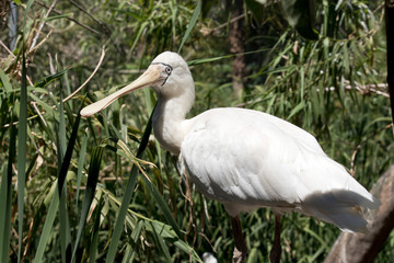 this is a side view of a yellow spoonbill