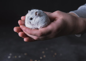 Small white hamster in hands and on a dark background