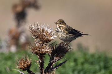 pajaro