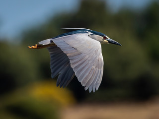 ave pájaro bonito Martinete común