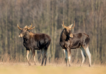 Moose/ Elk (Alces alces) close up
