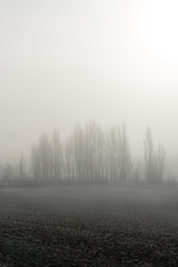 Heavy fog over the field