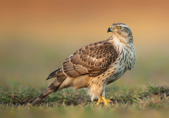Fototapeta premium Northern goshawk (Accipiter gentilis) close up