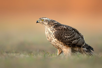 Northern goshawk (Accipiter gentilis) close up