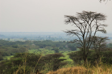 View of the savannah, where a small monkey sits on a tree in Queen Elizabeth Park in Uganda. The nature of Africa