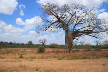 A large dry baobab tree in Tzavo National Park in Kenya in the dry season