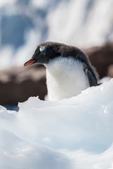  Gentoo Penguin, Neko Harbour,Antartica