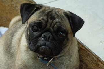 pug