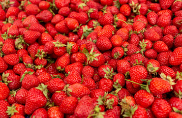 Background, hundreds of ripe fresh strawberries 
