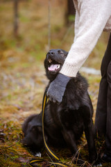 Funny happy black dog. Portrait of a cheerful black smiling dog.