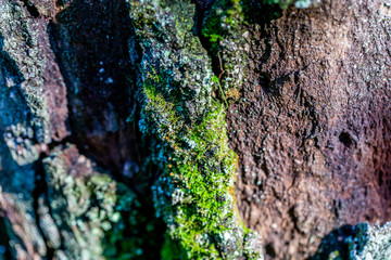 wooden textured background with damages and moss