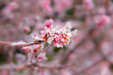 Icy and snowy petals and buds on a shrub.