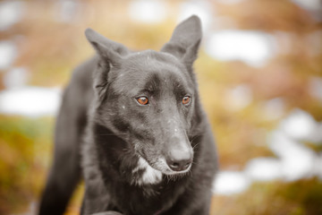 Elegant black dog with a long nose. Mongrel black dog in the forest.