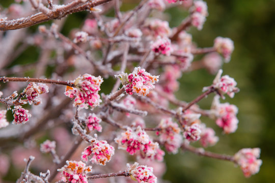 Icy and snowy petals and buds on a shrub.