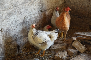 Chiken in the chicken coop among briks.