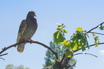 A feral pigeon on a branch