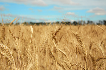 Morning Field of ripe wheat. Agricultural themes