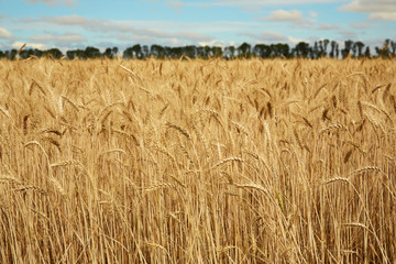 Morning Field of ripe wheat. Agricultural themes