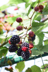 Ripe blackberries on a branch. Delicious black berry growing on the bushes. 