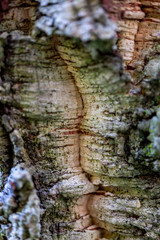 wooden textured background with damages and moss
