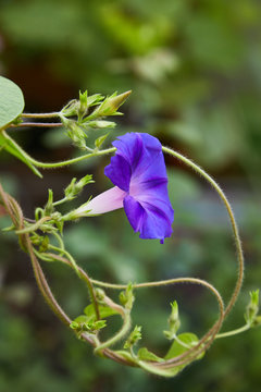 Closeup of purple blue colored field bindweed flowers (Convolvulus arvensis) also known as morning glory flower in fool bloom 