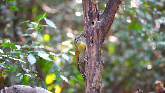 woodpecker, wildlife, grey-headed, environment, adult, america, animal, austria, autumn, avian, beautiful, berry, bird, birdwatching, black, branch, canus, cautious, colorful, europe, fauna, feeding, 