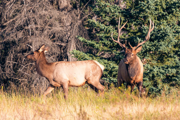 elks at jasper kanada
